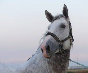 Hengst PRE Puur Ras Spaans Te koop 2021 Schimmel