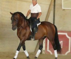 Ruin PRE Puur Ras Spaans Te koop 2017 Donker bruin / bai