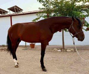 Hengst PRE Puur Ras Spaans Te koop 2022 Donker bruin / bai