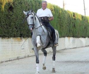 Hengst PRE Puur Ras Spaans Te koop 2017 Schimmel