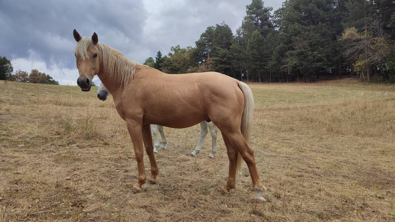 Ruin Welsh Partbred Te koop 2022 Palomino ,  Cremell’aux Lays