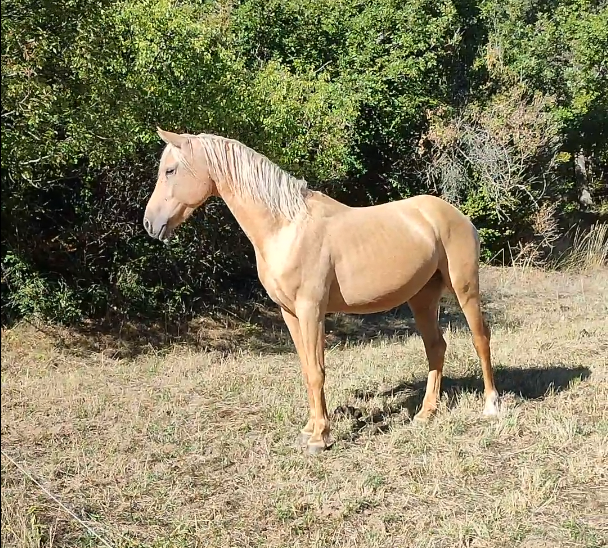Ruin Welsh Partbred Te koop 2022 Palomino ,  Cremell’aux Lays