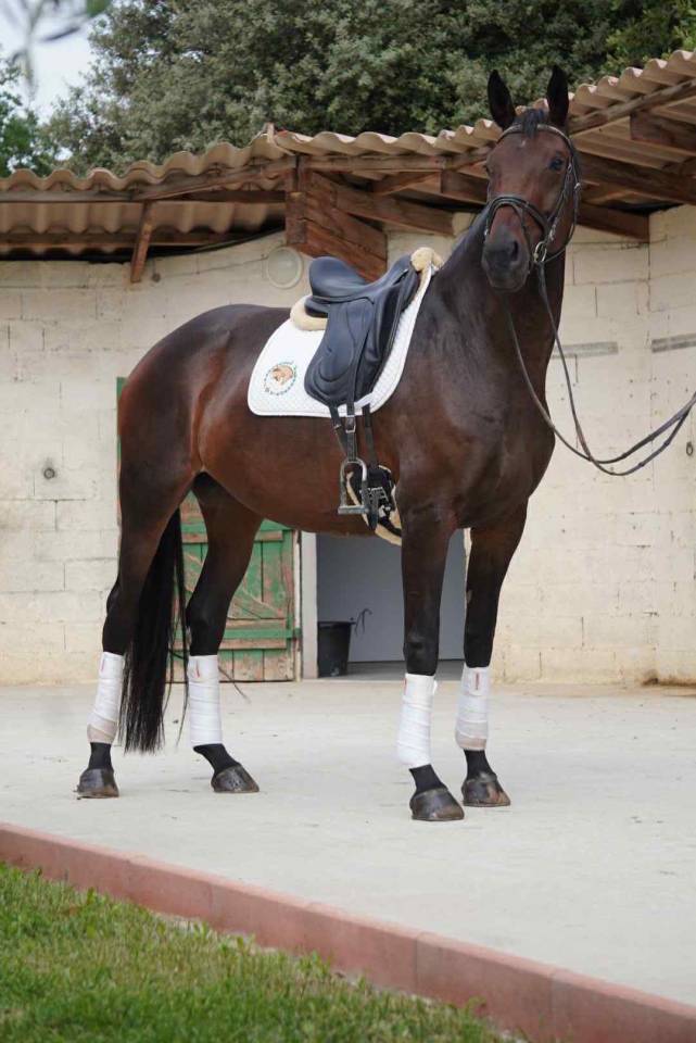 Merrie Selle Français Te koop 2020 Bruin / Bai