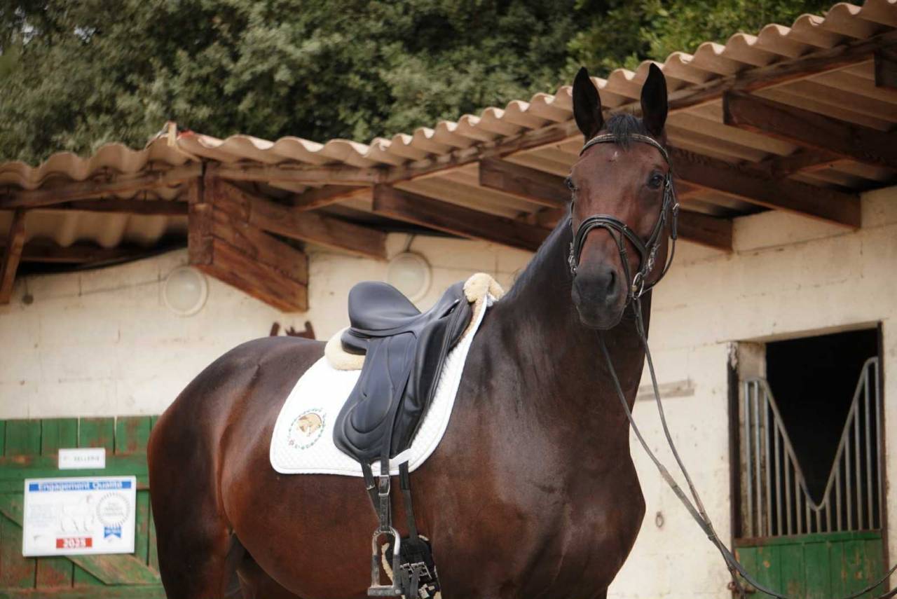 Merrie Selle Français Te koop 2020 Bruin / Bai