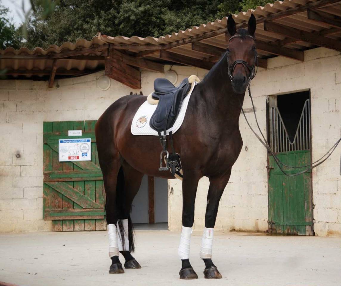 Merrie Selle Français Te koop 2020 Bruin / Bai