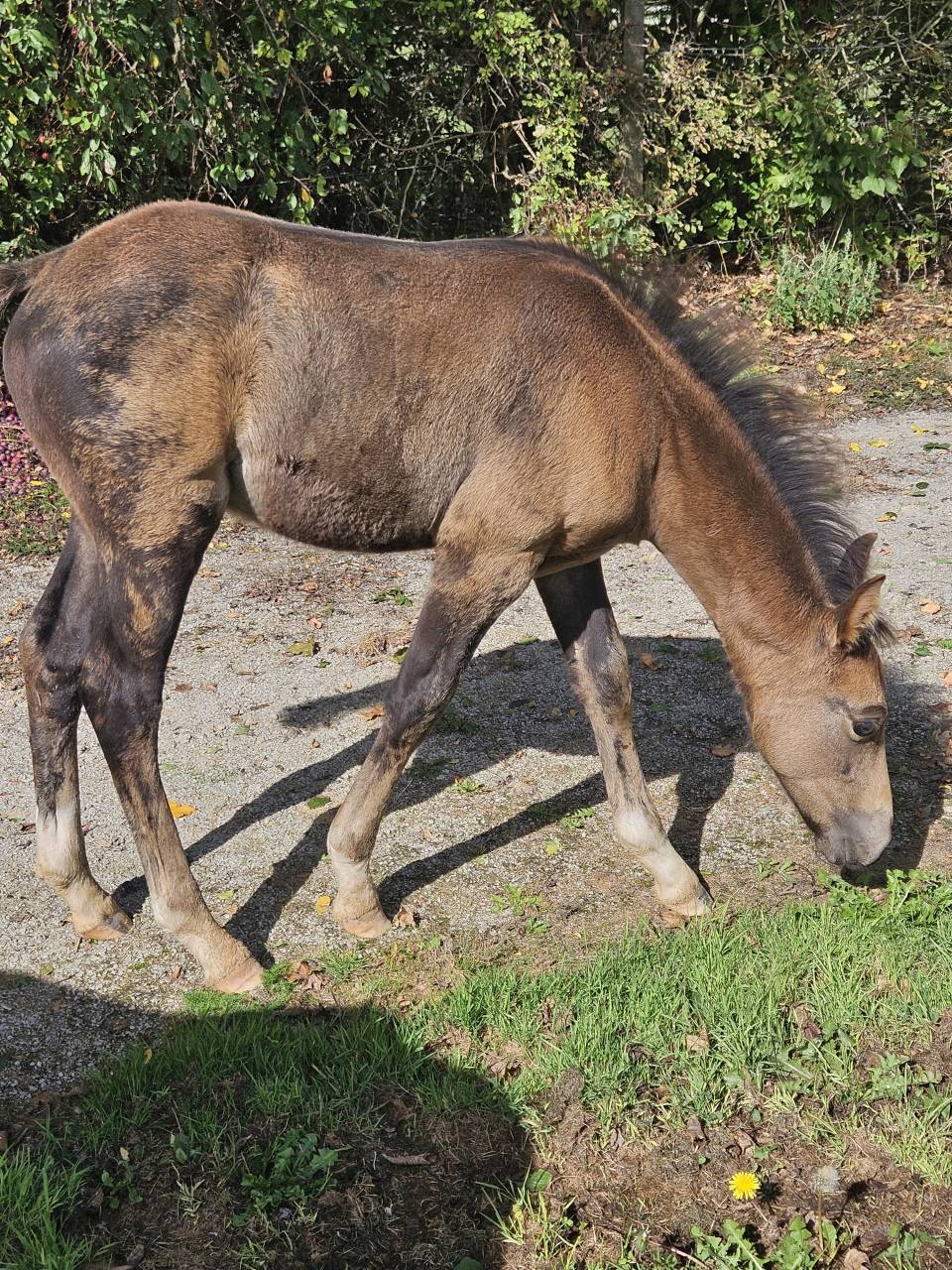 Dekhengst Franse rijpony PFS Te koop 2025 Isabel ,  L'ancelot du ménage