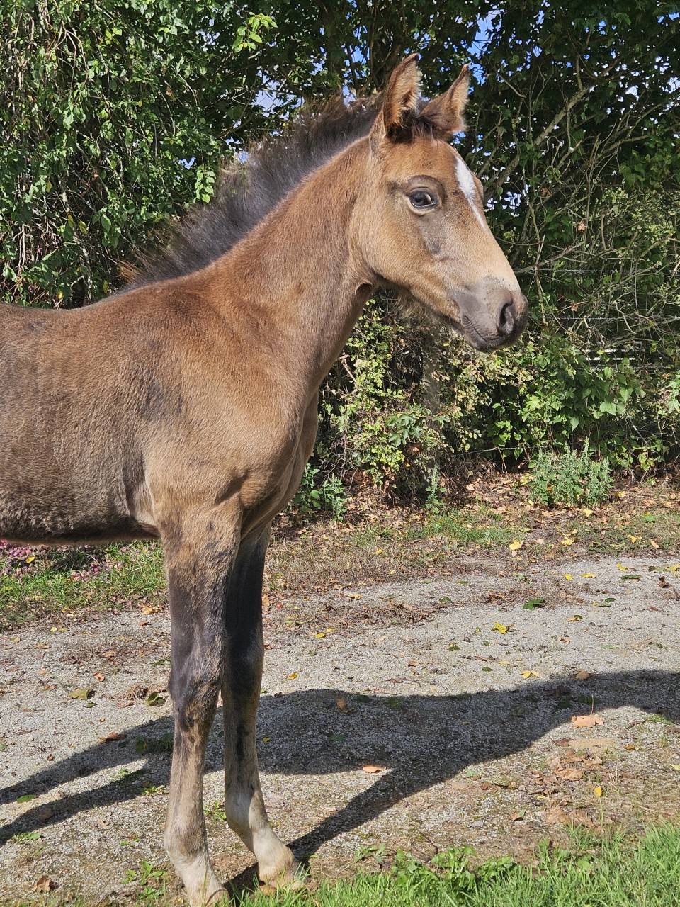 Dekhengst Franse rijpony PFS Te koop 2025 Isabel ,  L'ancelot du ménage