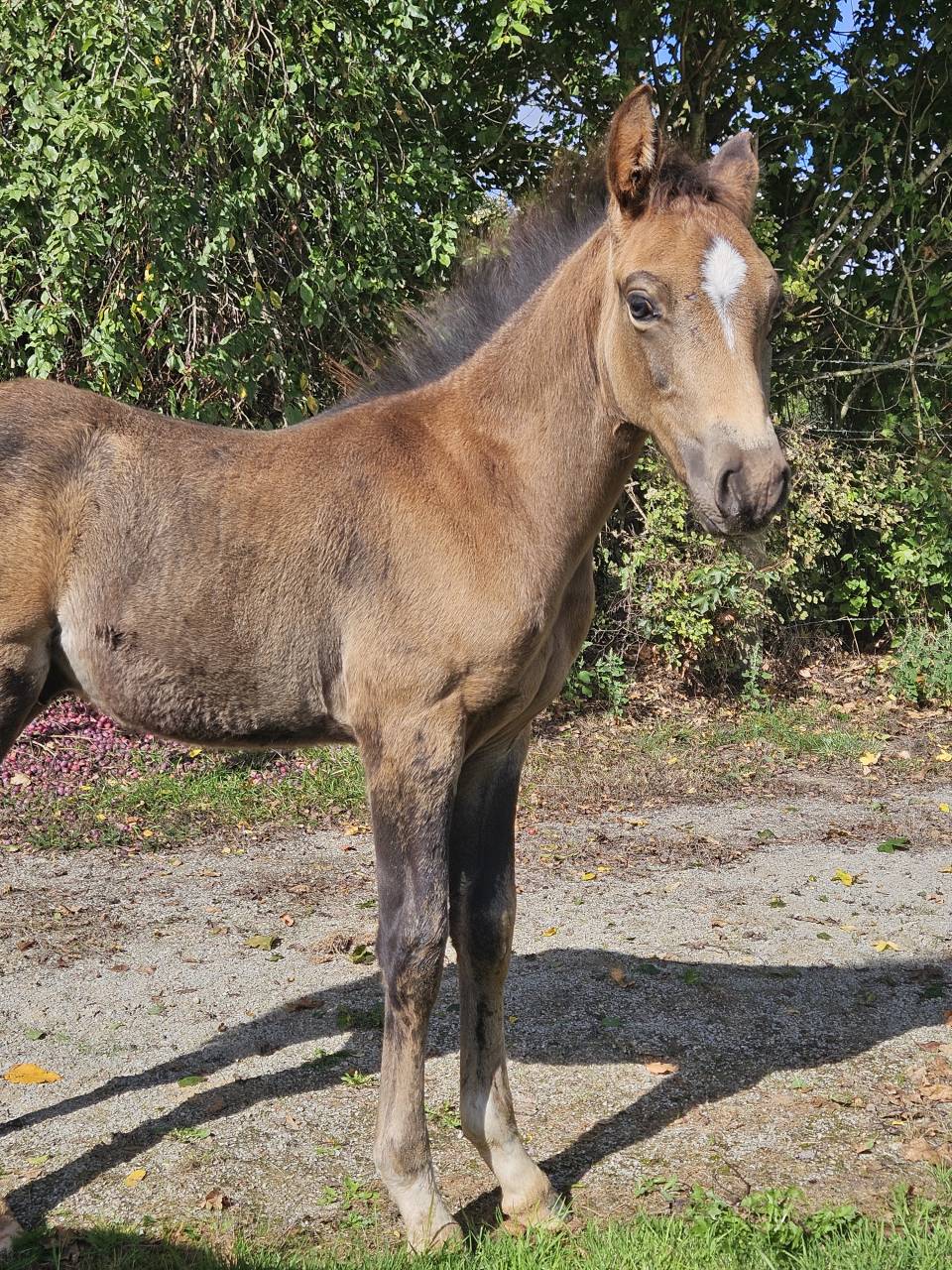 Dekhengst Franse rijpony PFS Te koop 2025 Isabel ,  L'ancelot du ménage