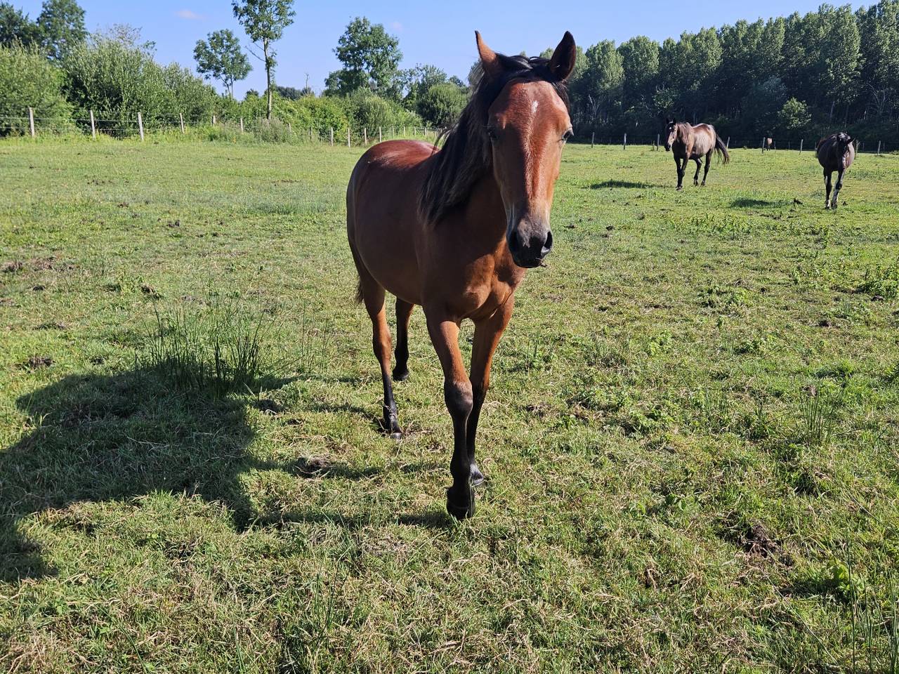 Merrie New Forest Te koop 2024 Donker bruin / bai ,  L'ancelot du ménage