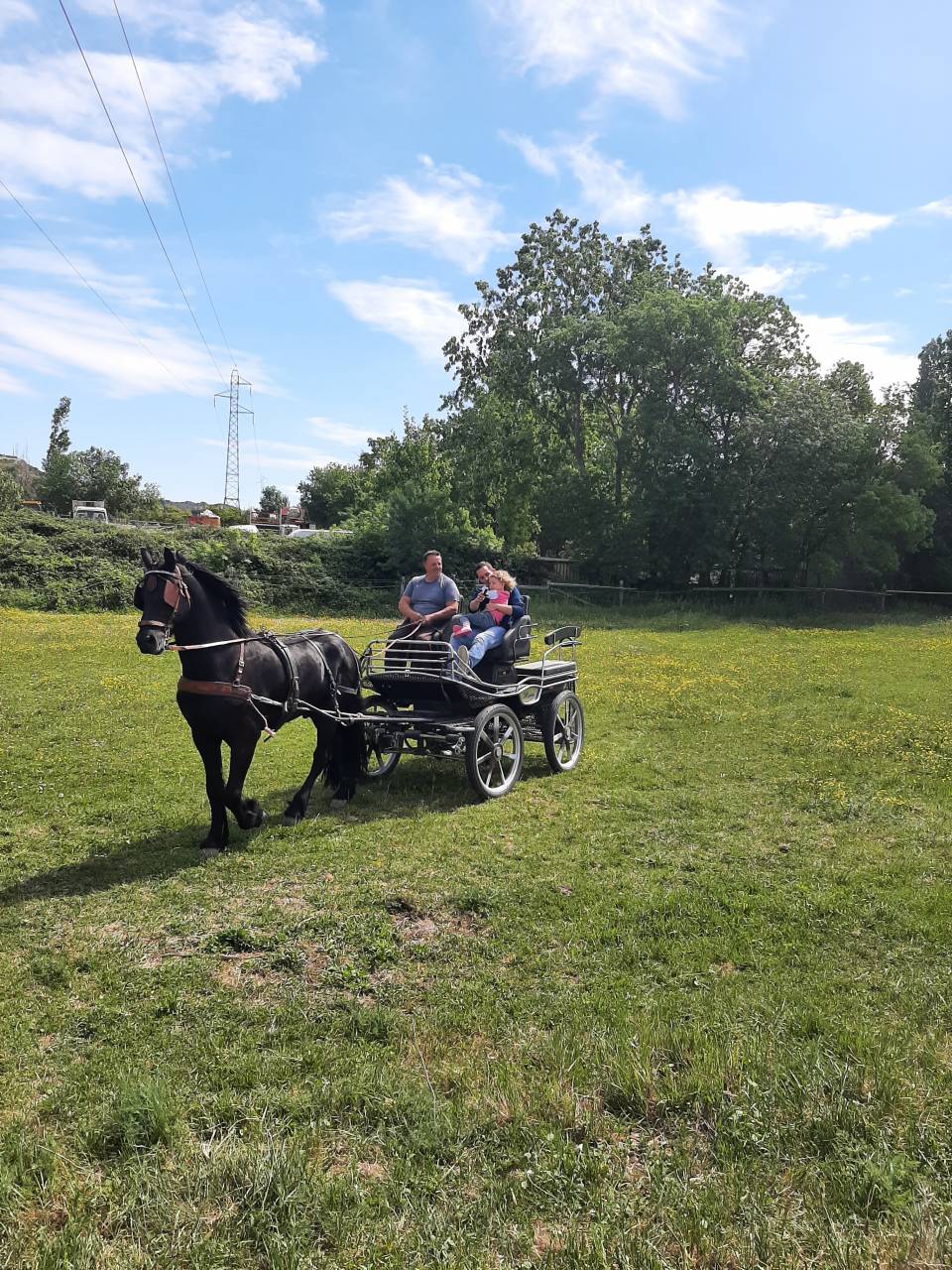 Hengst Fries Te koop 2018 Zwart ,  Feico (nld) fri
