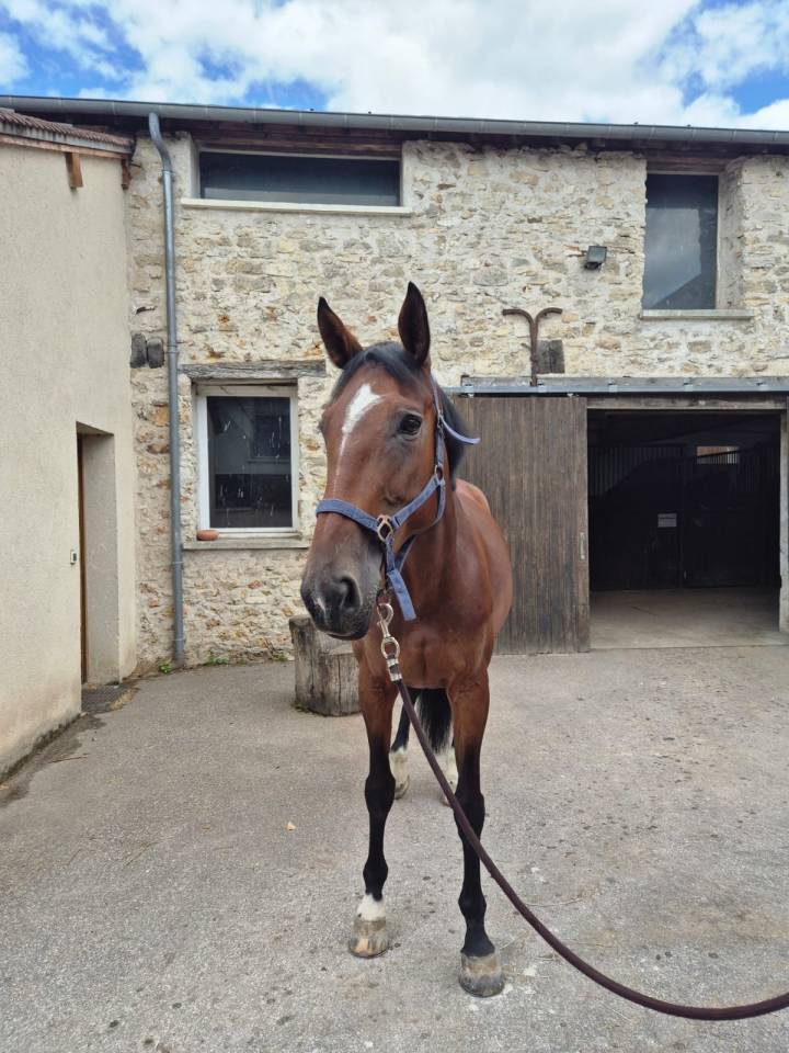 Merrie Selle Français Te koop 2015 Donker bruin / bai