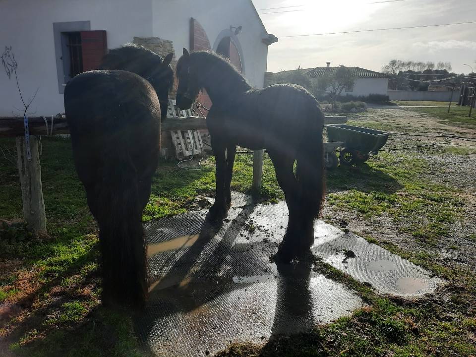 Hengst Fries Te koop 2019 Zwart ,  Feico (nld) fri