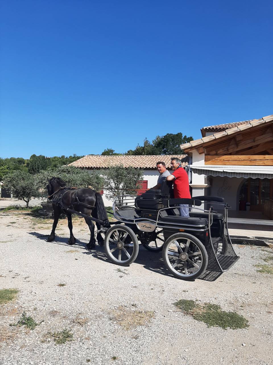 Hengst Fries Te koop 2019 Zwart ,  Feico (nld) fri