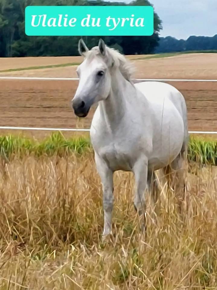 Draagmerrie Connemara Te koop 2008 Schimmel ,  APOLLON PONDY