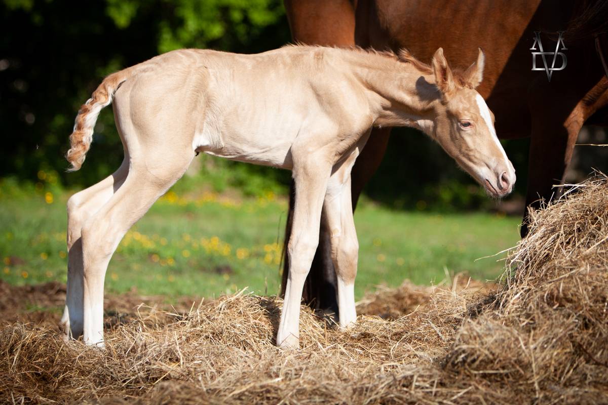 Veulen (ml) PRE Puur Ras Spaans Te koop 2025 Pearl ,  CARTUJANO ABAD