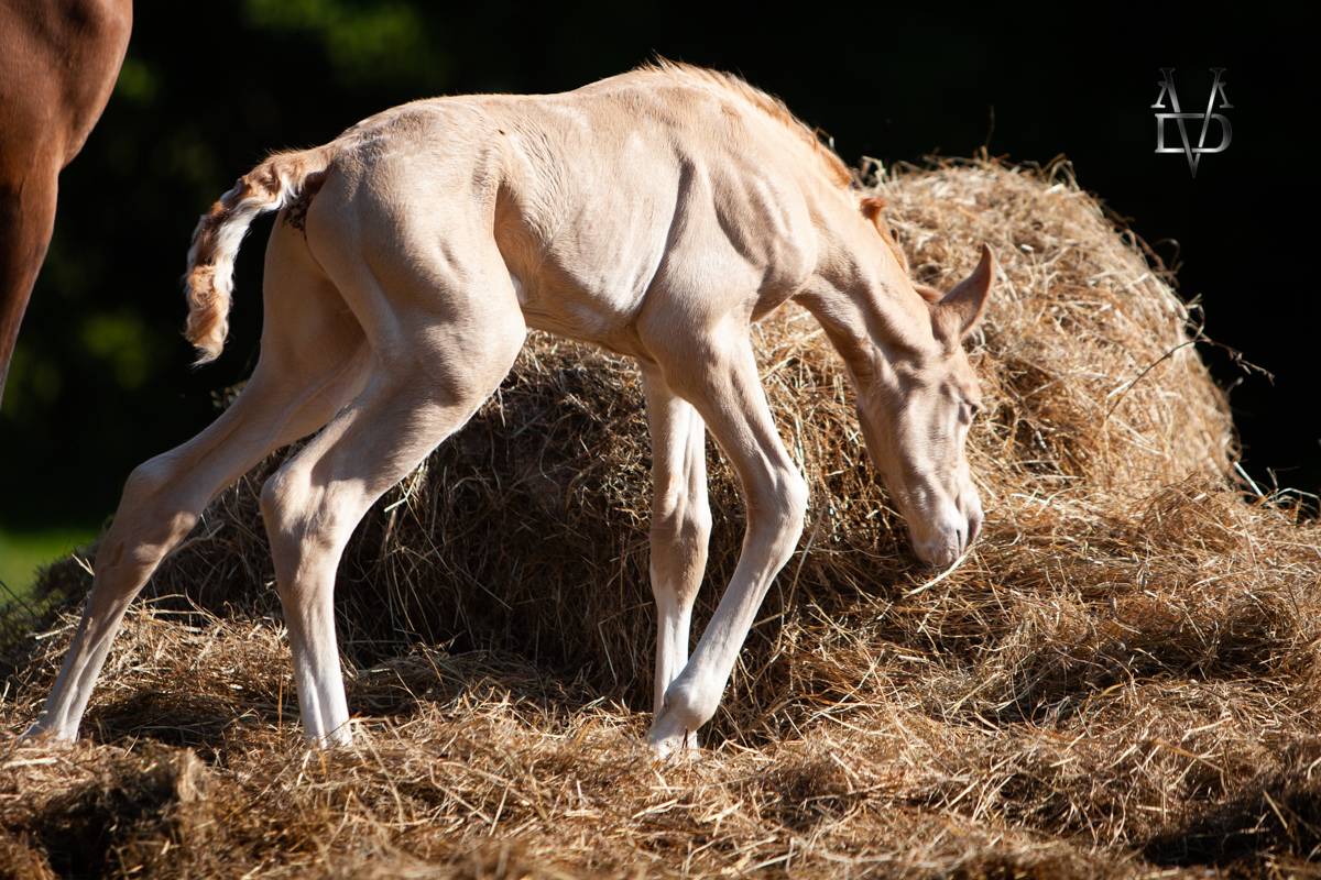 Veulen (ml) PRE Puur Ras Spaans Te koop 2025 Pearl ,  CARTUJANO ABAD