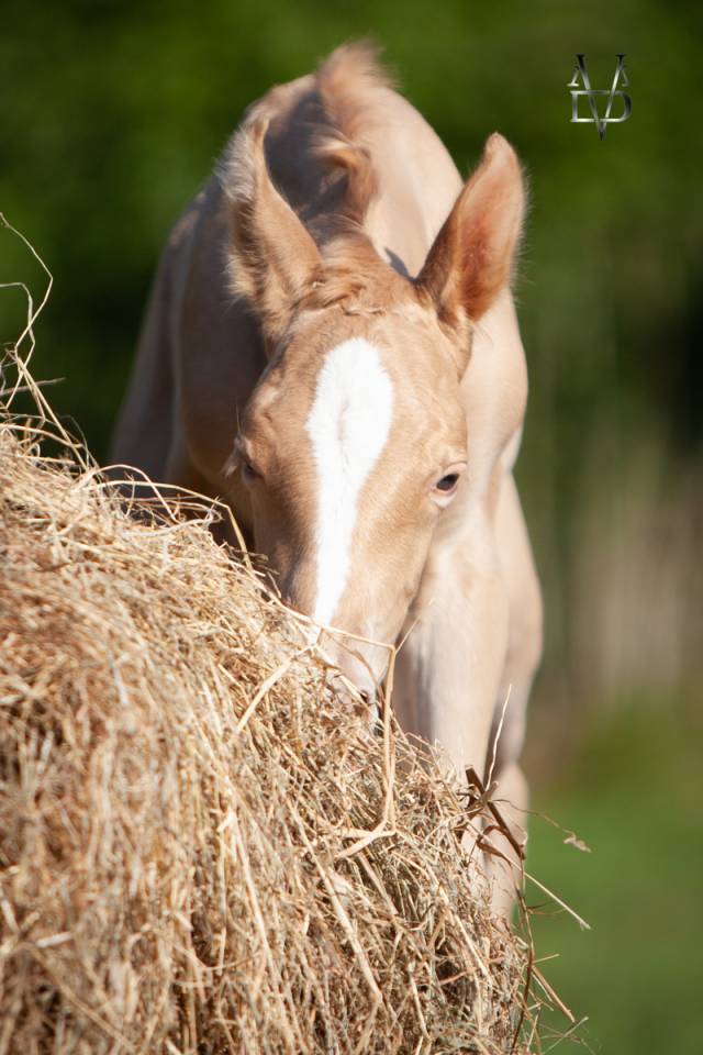 Veulen (ml) PRE Puur Ras Spaans Te koop 2025 Pearl ,  CARTUJANO ABAD