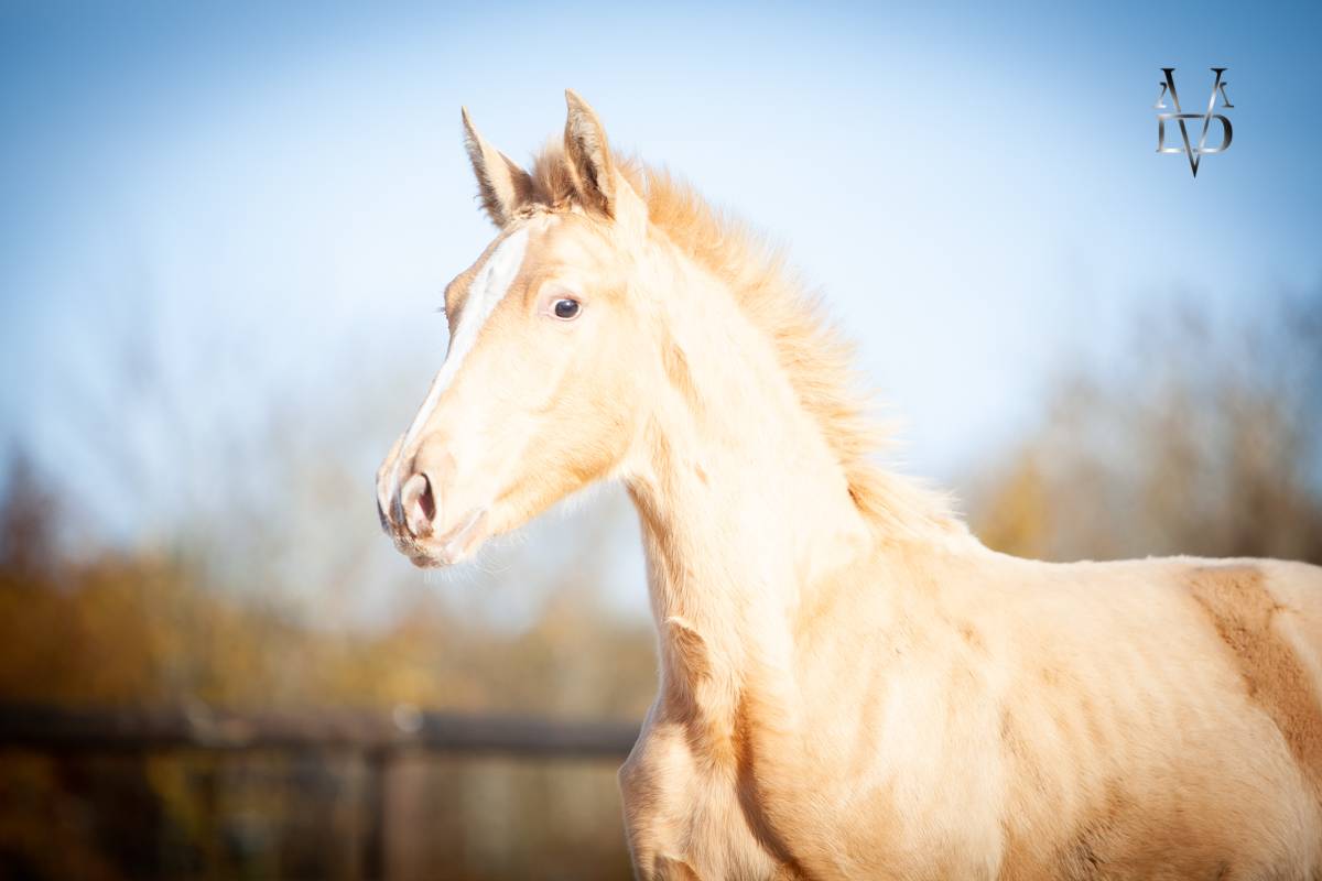 Veulen (ml) PRE Puur Ras Spaans Te koop 2025 Pearl ,  CARTUJANO ABAD