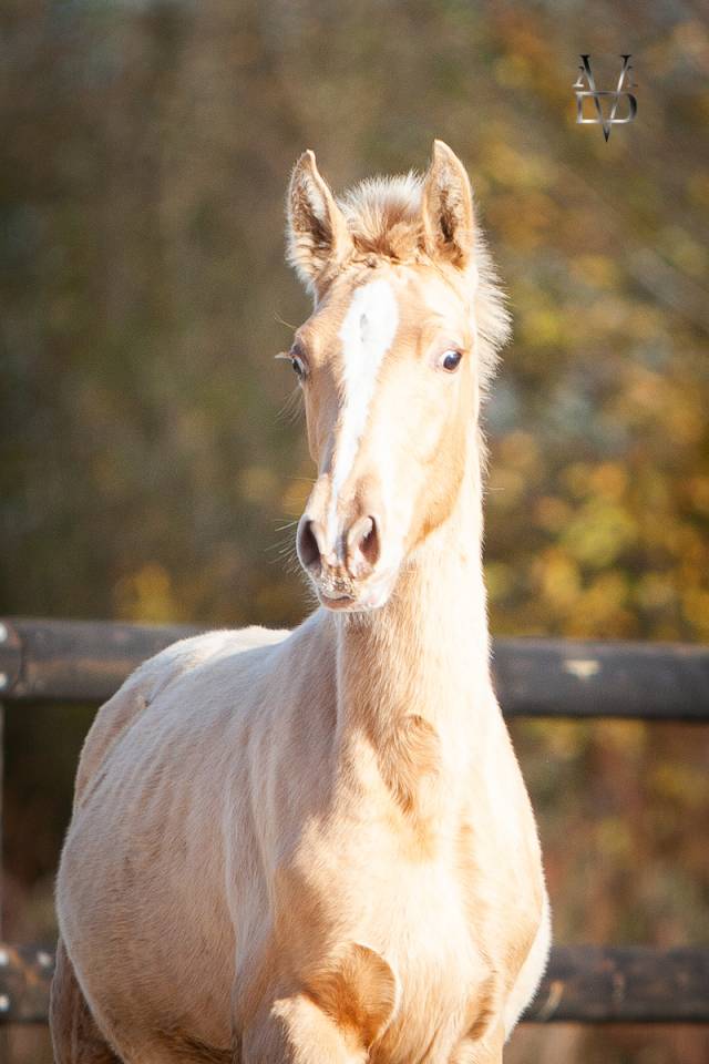 Veulen (ml) PRE Puur Ras Spaans Te koop 2025 Pearl ,  CARTUJANO ABAD