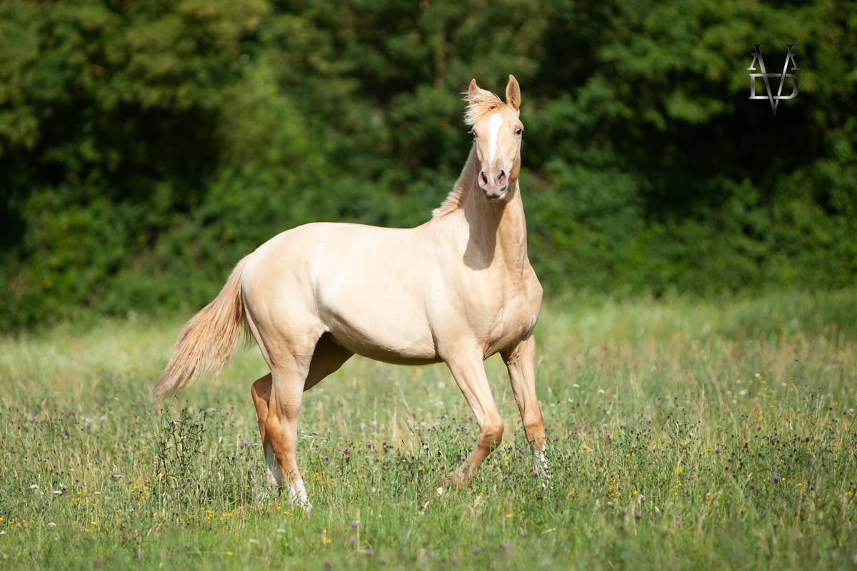 Veulen (ml) PRE Puur Ras Spaans Te koop 2025 Pearl ,  CARTUJANO ABAD