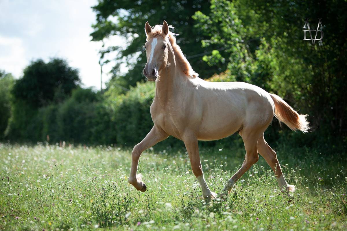 Veulen (ml) PRE Puur Ras Spaans Te koop 2025 Pearl ,  CARTUJANO ABAD