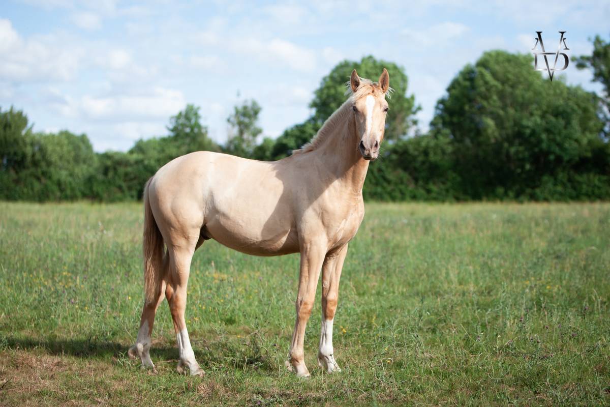 Veulen (ml) PRE Puur Ras Spaans Te koop 2025 Pearl ,  CARTUJANO ABAD