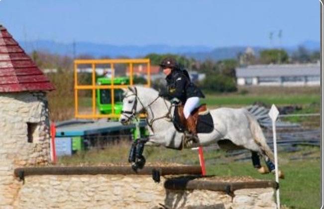 Hengst Connemara Te koop 2017 Schimmel ,  ICE AND FIRE D'ALBRAN