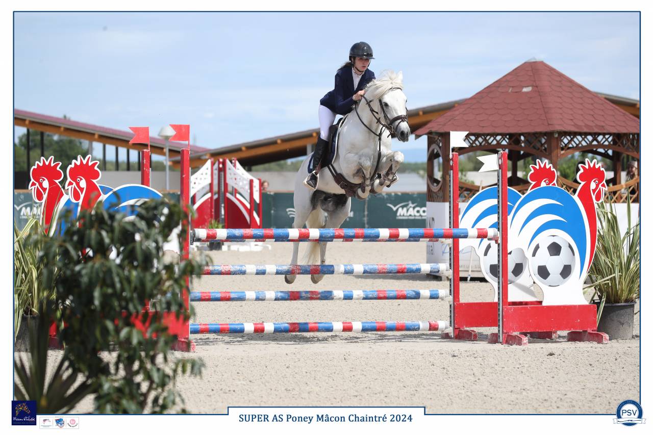 Hengst Connemara Te koop 2017 Schimmel ,  ICE AND FIRE D'ALBRAN