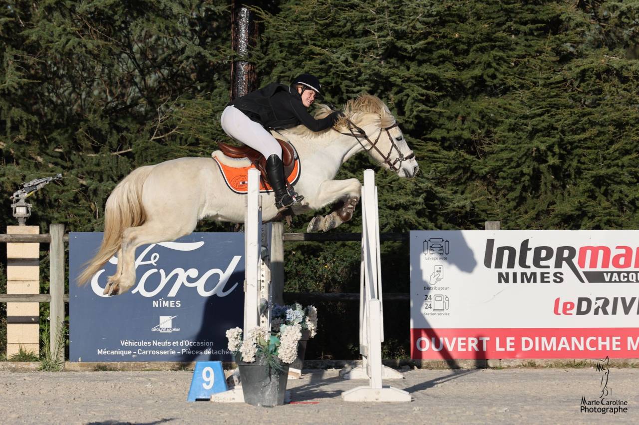 Hengst Connemara Te koop 2017 Schimmel ,  ICE AND FIRE D'ALBRAN