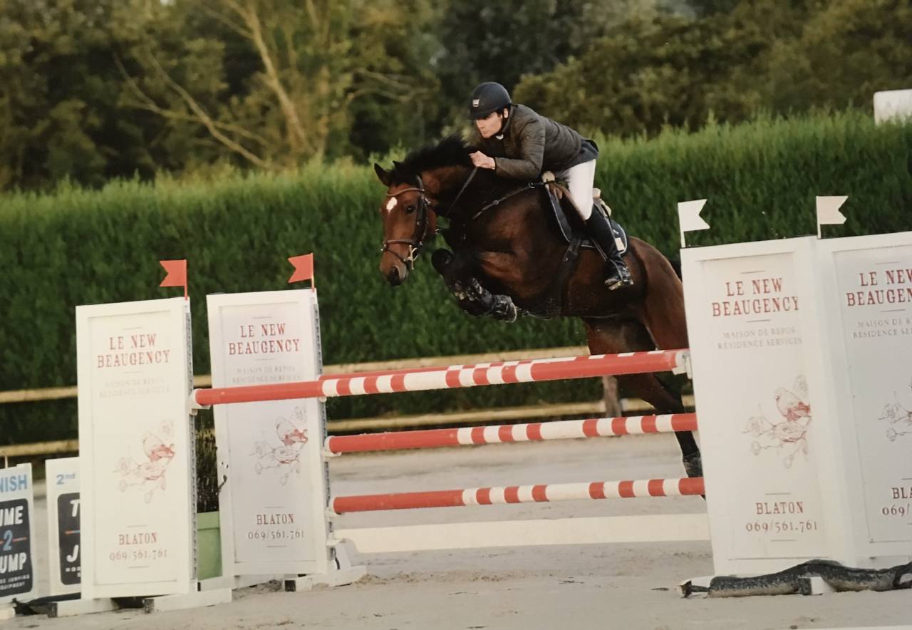 Ruin Belgisch sportpaard Te koop 2012 Donker bruin / bai ,  TOULON