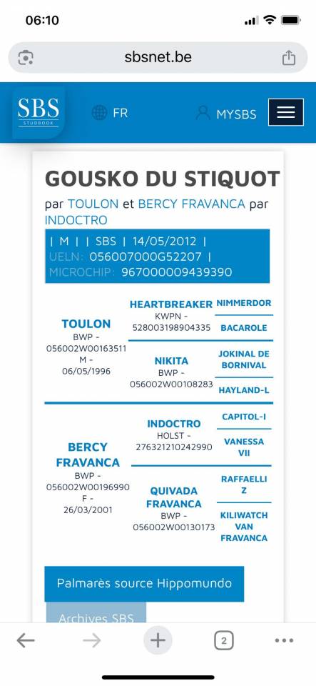 Ruin Belgisch sportpaard Te koop 2012 Donker bruin / bai ,  TOULON