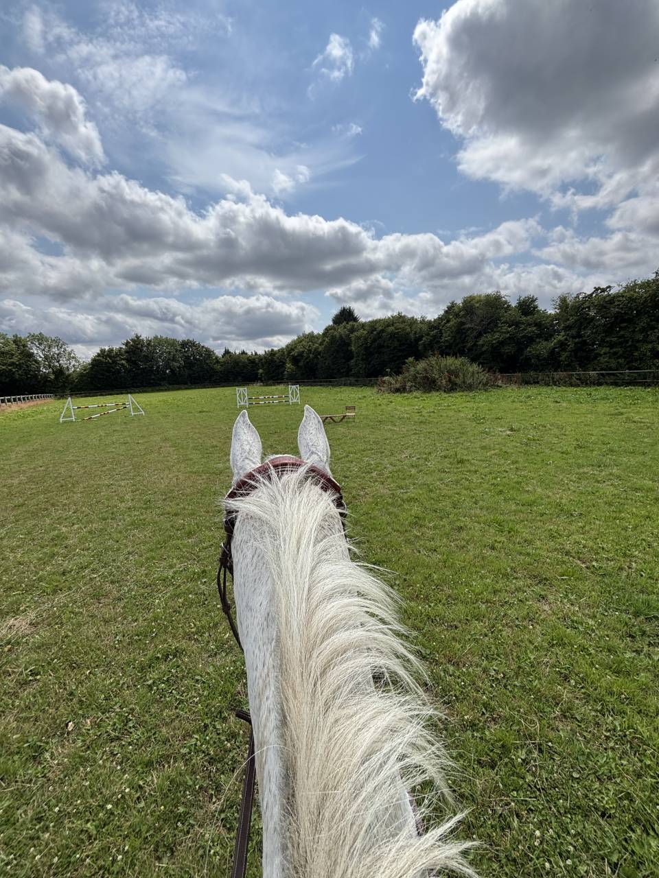 Ruin Holsteiner Te koop 2013 Schimmel
