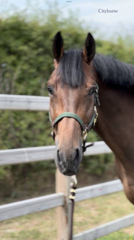 Ruin Zangersheide Te koop 2022 Bruin / Bai