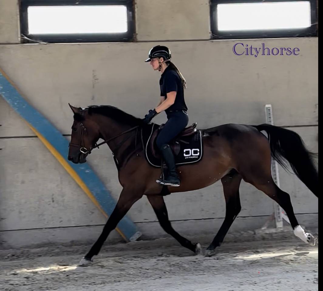 Ruin Zangersheide Te koop 2022 Bruin / Bai