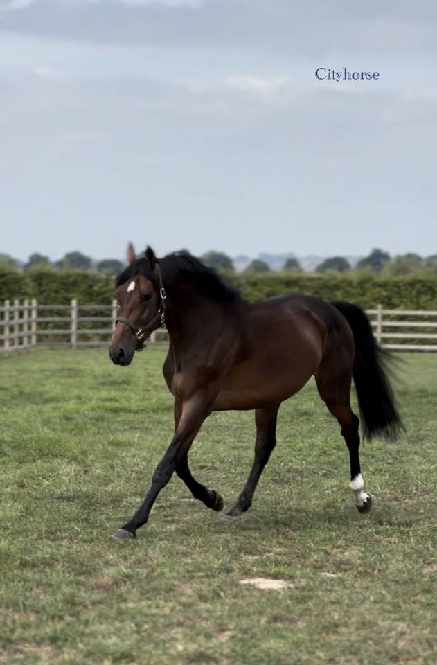 Ruin Zangersheide Te koop 2022 Bruin / Bai