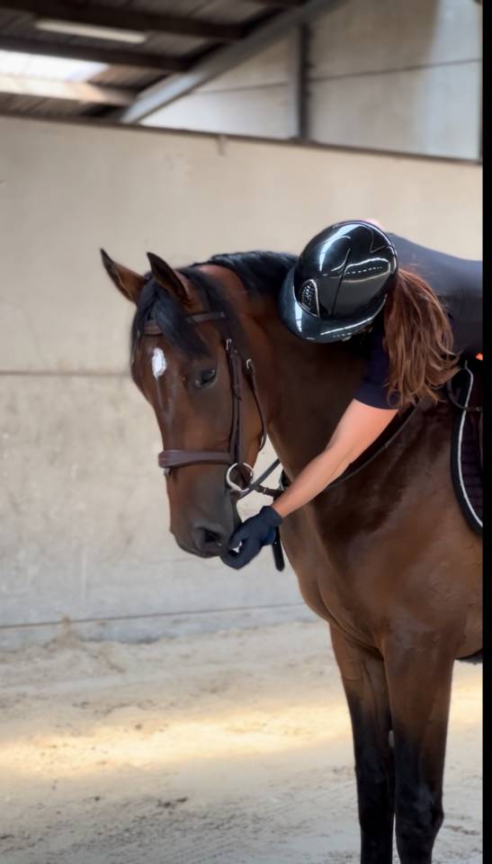 Ruin Zangersheide Te koop 2022 Bruin / Bai