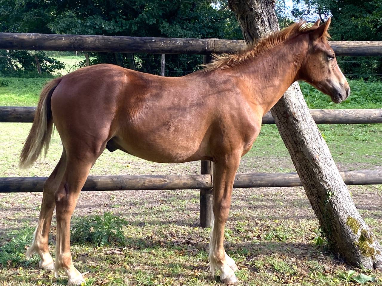 Veulen (ml) Connemara Te koop 2025 Vos