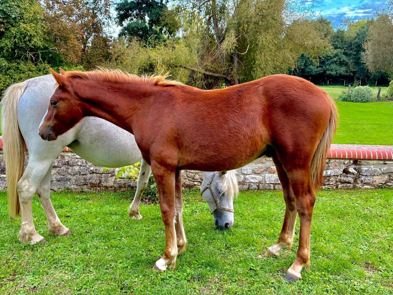 Veulen (ml) Connemara Te koop 2025 Vos