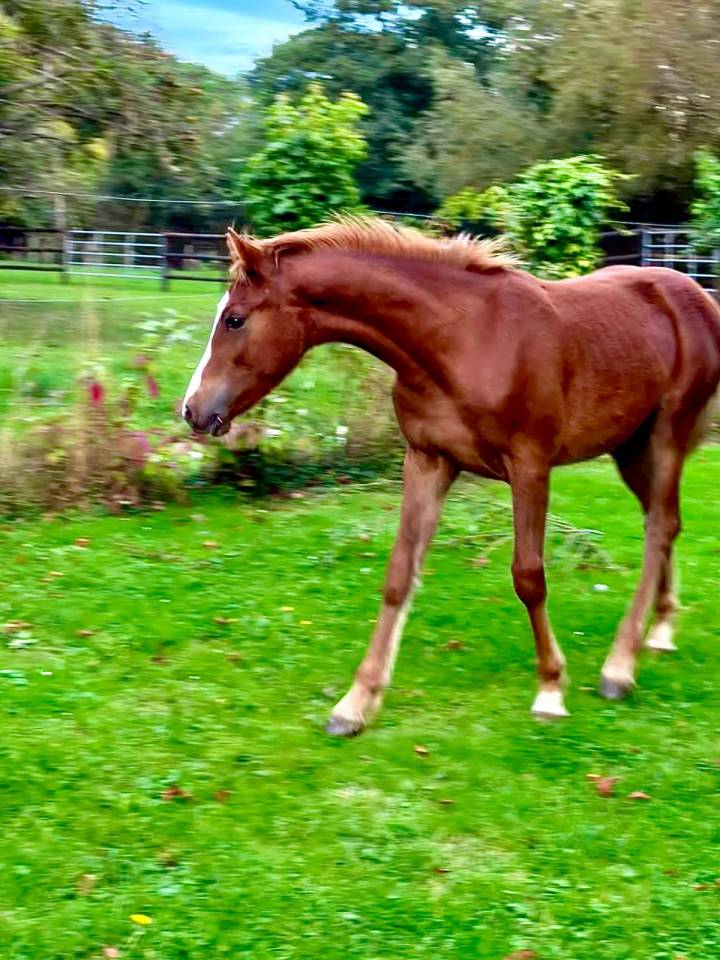 Veulen (ml) Connemara Te koop 2025 Vos