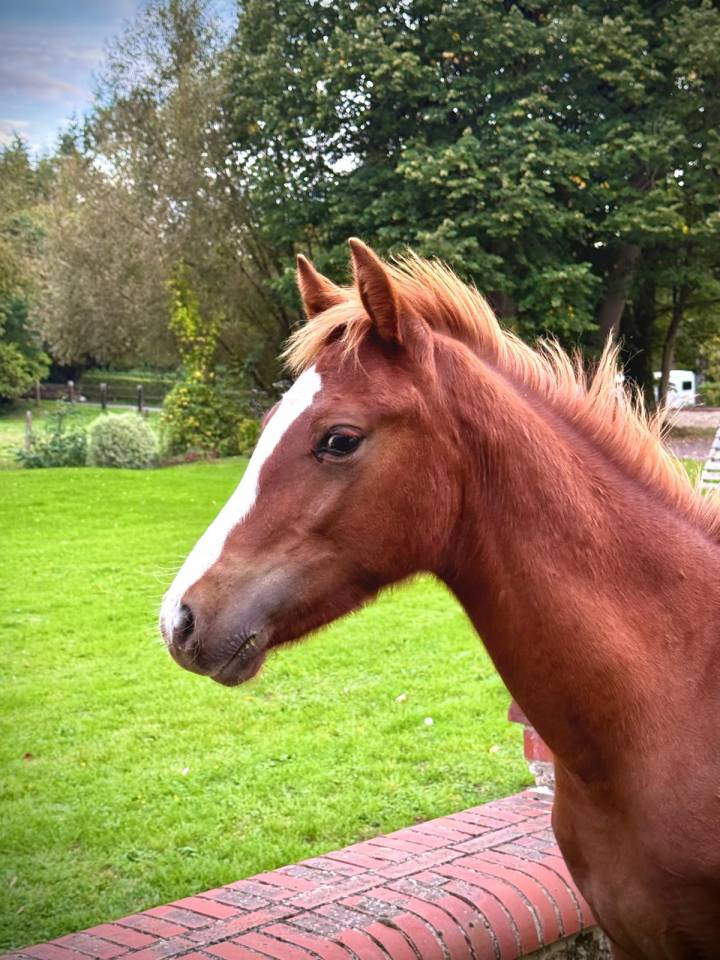 Veulen (ml) Connemara Te koop 2025 Vos
