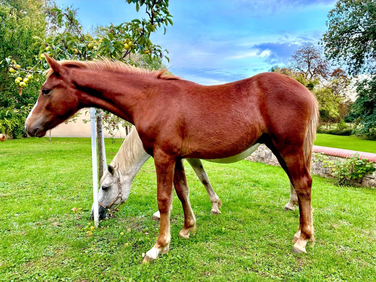 Veulen (ml) Connemara Te koop 2025 Vos