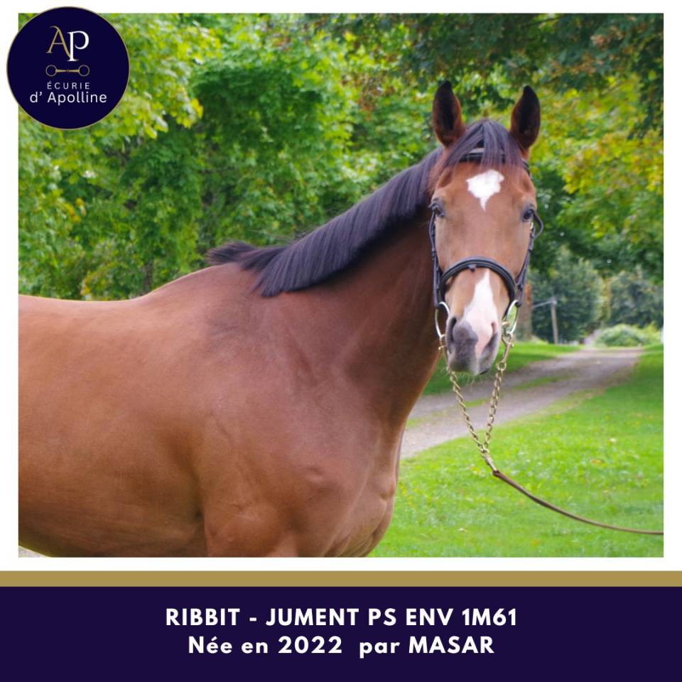 Merrie Volbloed Te koop 2022 Donker bruin / bai