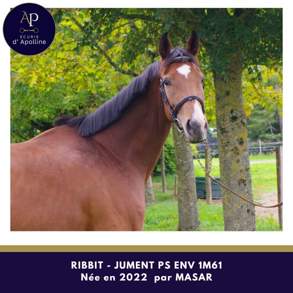 Merrie Volbloed Te koop 2022 Donker bruin / bai