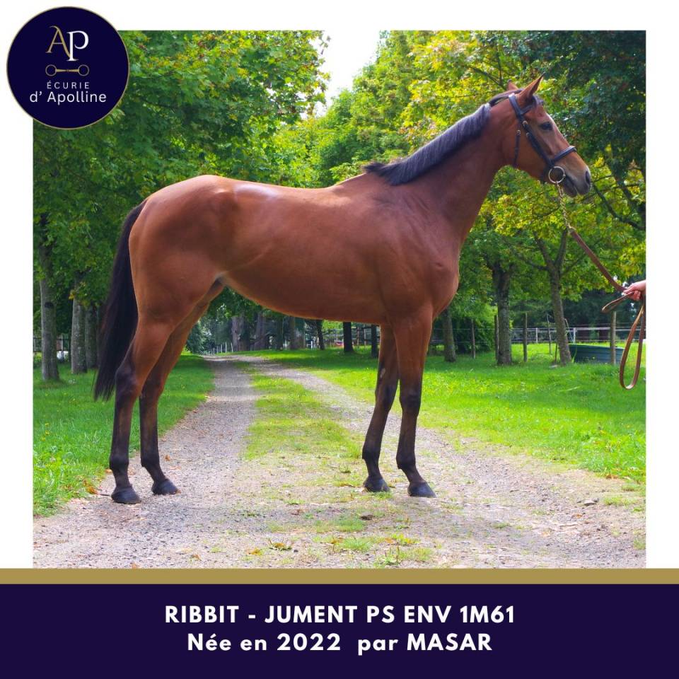 Merrie Volbloed Te koop 2022 Donker bruin / bai