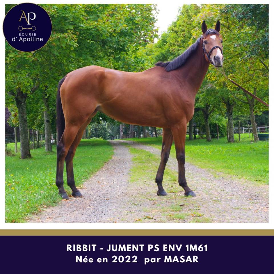 Merrie Volbloed Te koop 2022 Donker bruin / bai