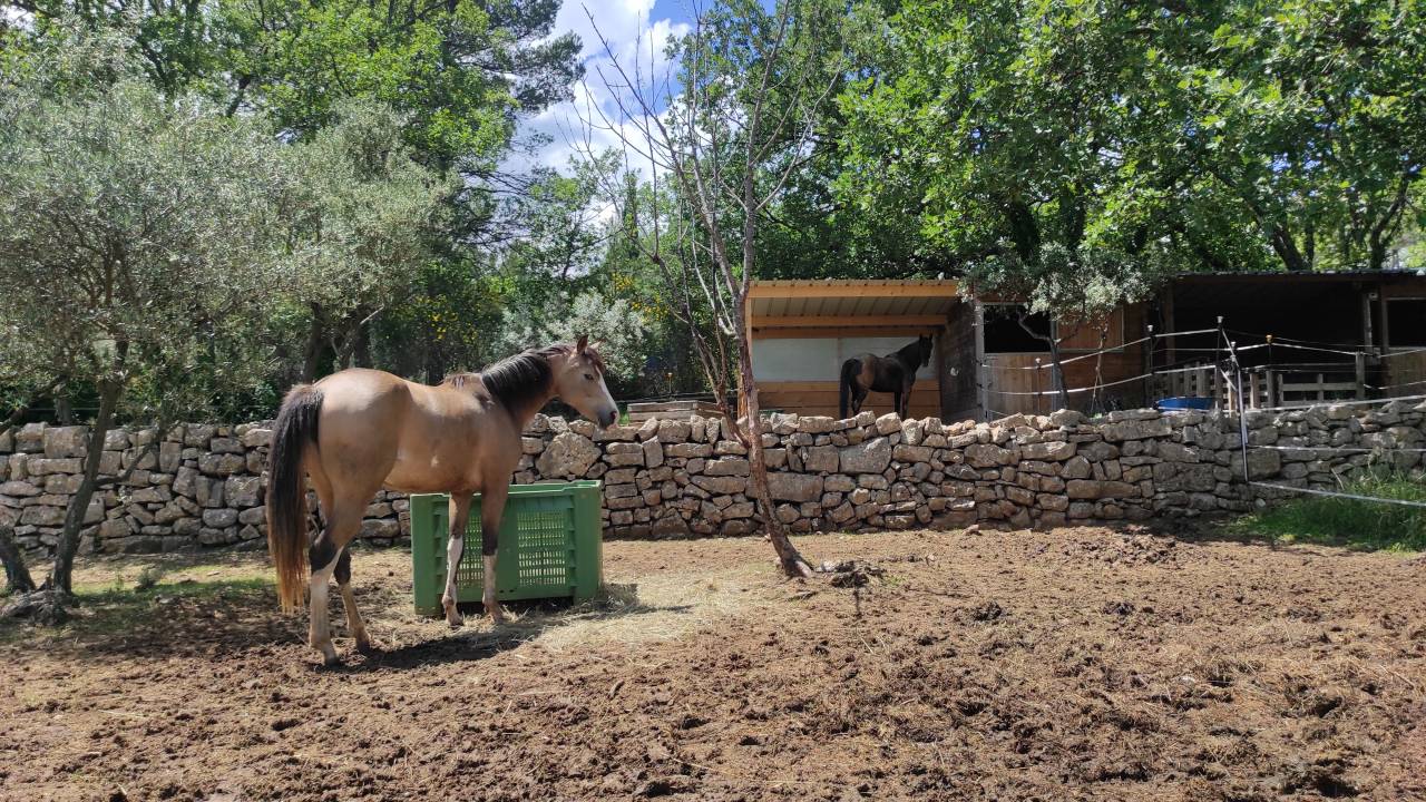Mooi hippisch vastgoed Koop Var