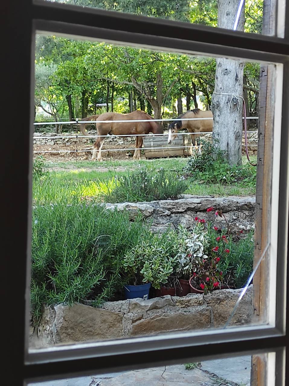 Mooi hippisch vastgoed Koop Var