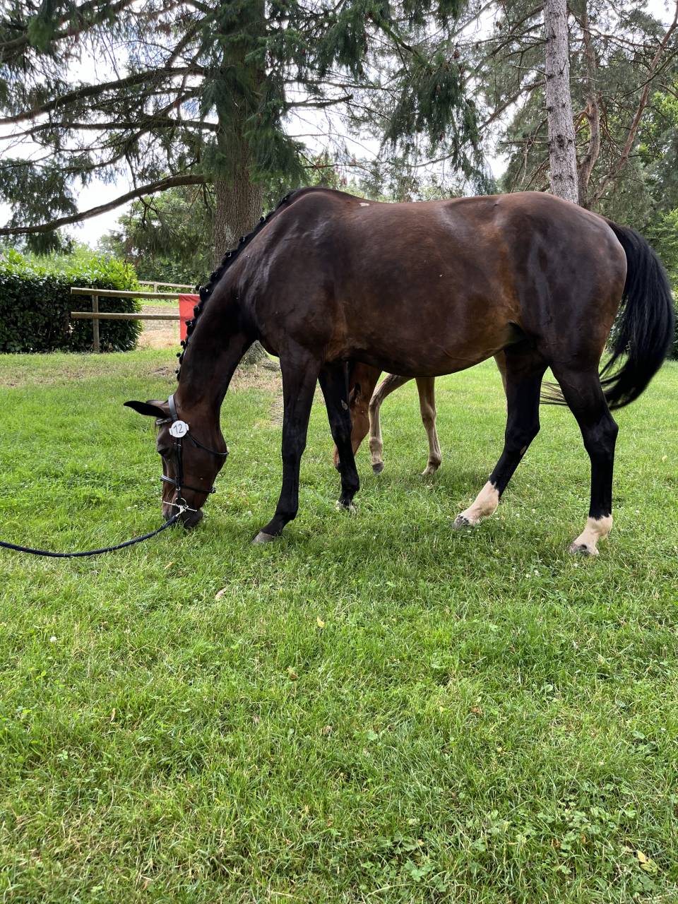 Merrie Selle Français Te koop 2007 Donker bruin / bai
