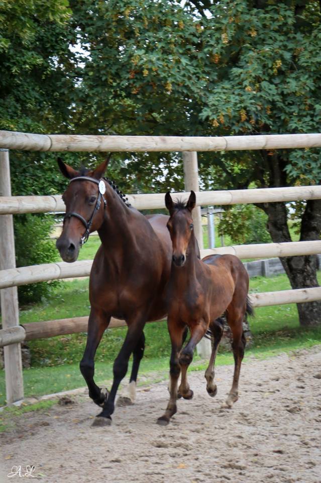 Merrie Selle Français Te koop 2007 Donker bruin / bai
