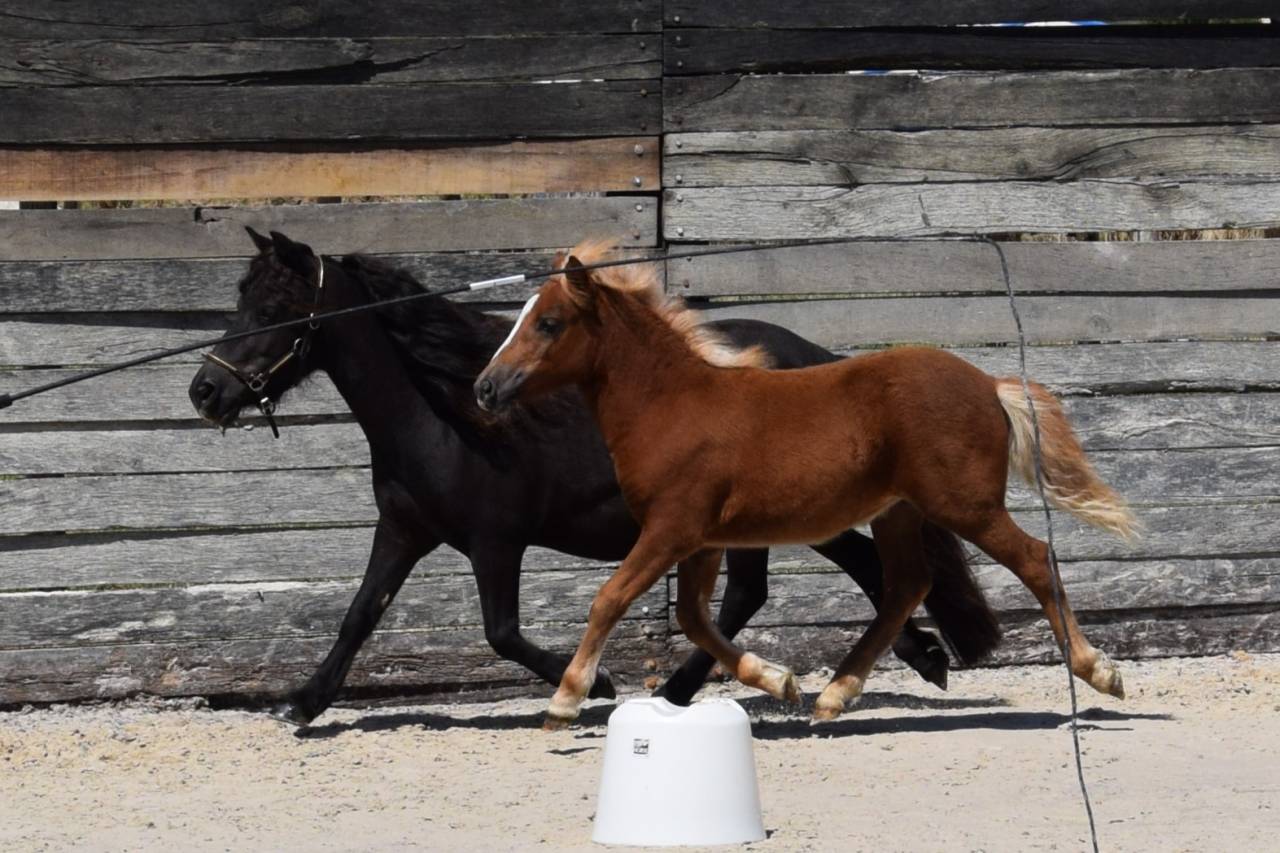 Veulen (vr) Shetland Te koop 2025 Vos ,  IRONSTAR DE CABUE